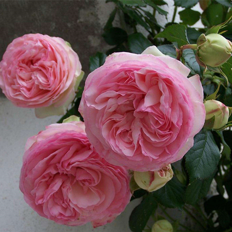 大花中大苗开花不断阳台室内外盆栽地栽庭院爬藤攀援花卉蔷薇玫瑰花苗