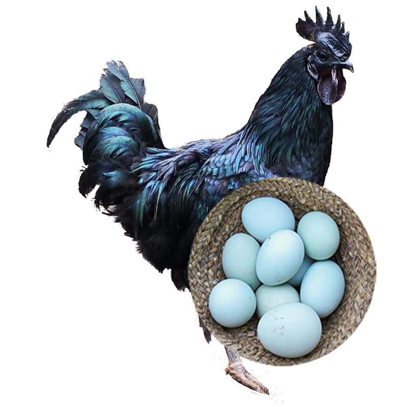 【谷凡】绿壳鸡蛋土鸡蛋原种乌鸡蛋农家粮新鲜鸡蛋柴鸡蛋放养散养笨鸡蛋30枚净重2.8斤辅食虫草鸡蛋 40枚初产小蛋(净重2.7斤)