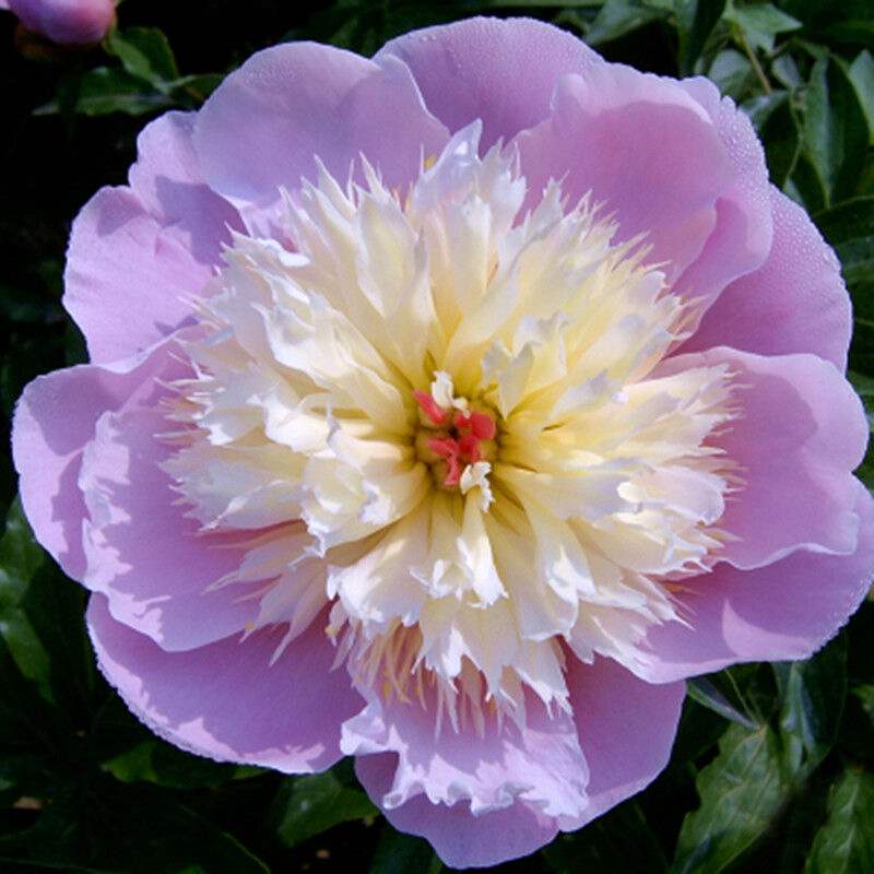 欧悟 芍药根块 带芽芍药种根重瓣芍药花苗牡丹苗盆栽绿植花卉室内植物