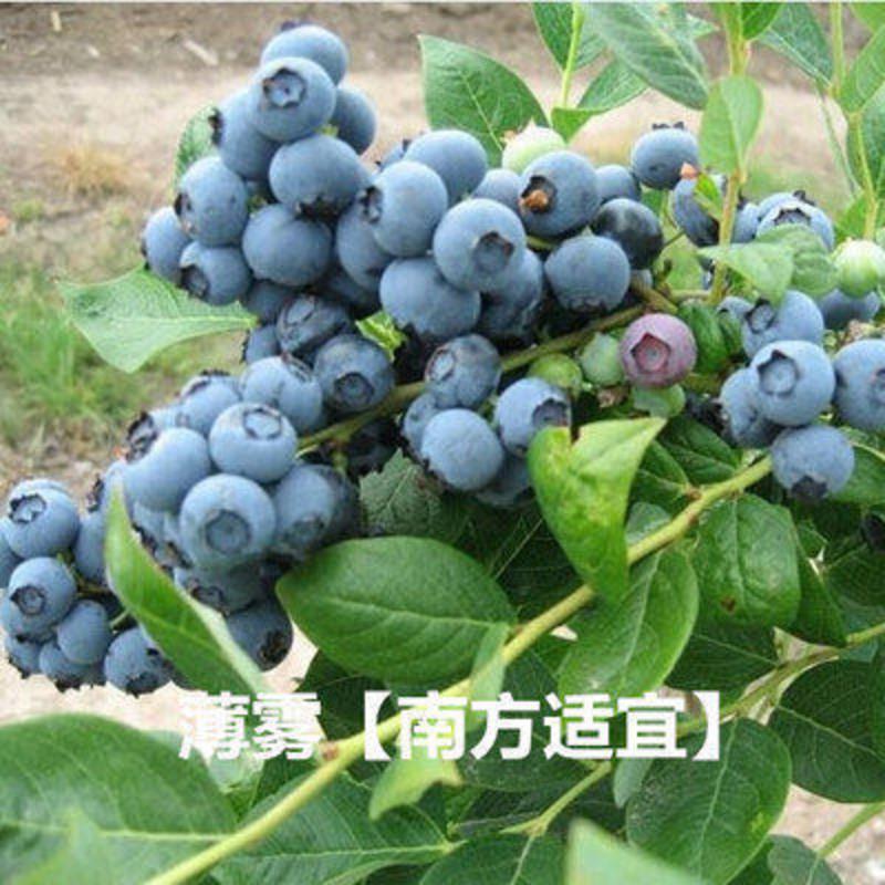 龙辰语四季蓝莓树苗盆栽庭院带果室内南北方种植当年结果盆栽地栽蓝莓