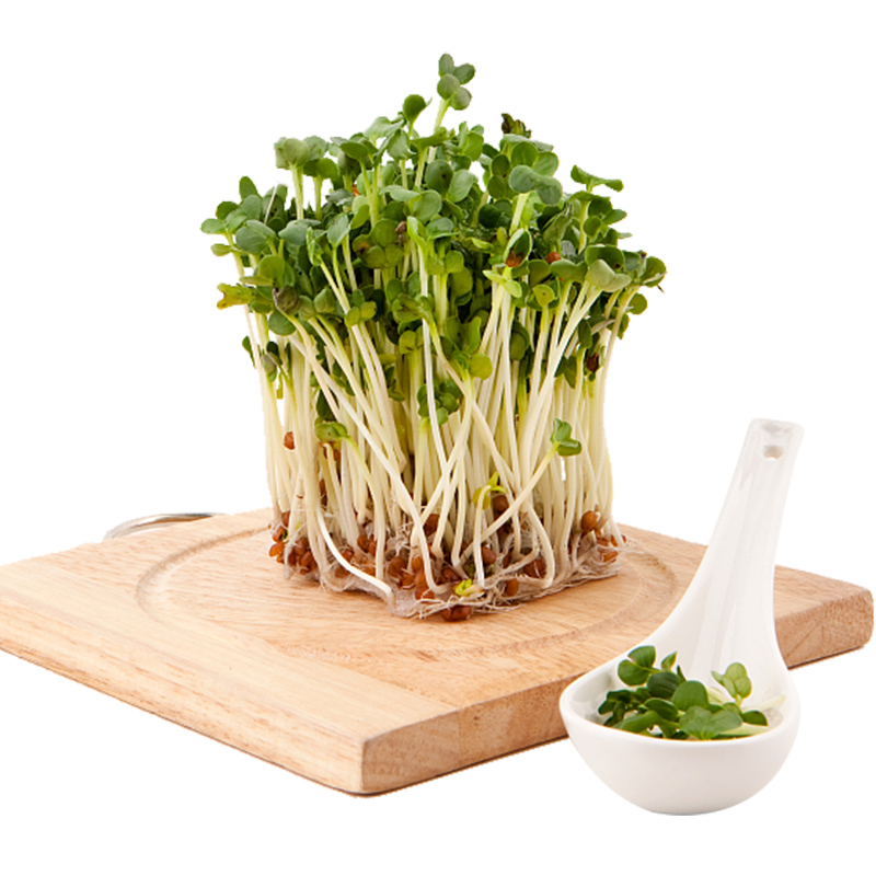 芽苗菜种子纸上种菜无土栽培萝卜空心菜豌豆松柳盆栽蔬菜籽四季 鸡毛