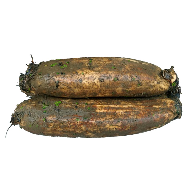 zxc湖北洪湖粉藕2.5kg 生莲藕煲汤糯米藕面藕现挖九孔老莲藕中段 1.