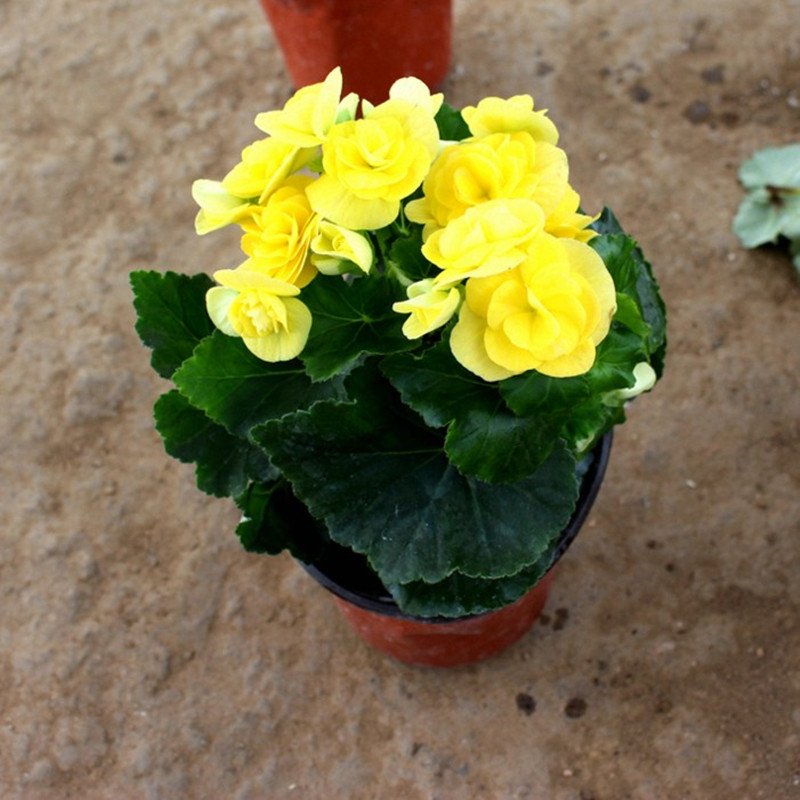 春沭 盆栽植物玫瑰海棠带花发货 四季海棠花盆栽 丽格海棠绿植盆栽