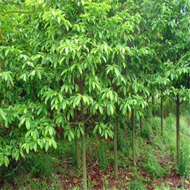 大叶香樟树苗四季常青绿化苗木香樟树小苗可驱蚊庭院绿化树苗 香樟苗