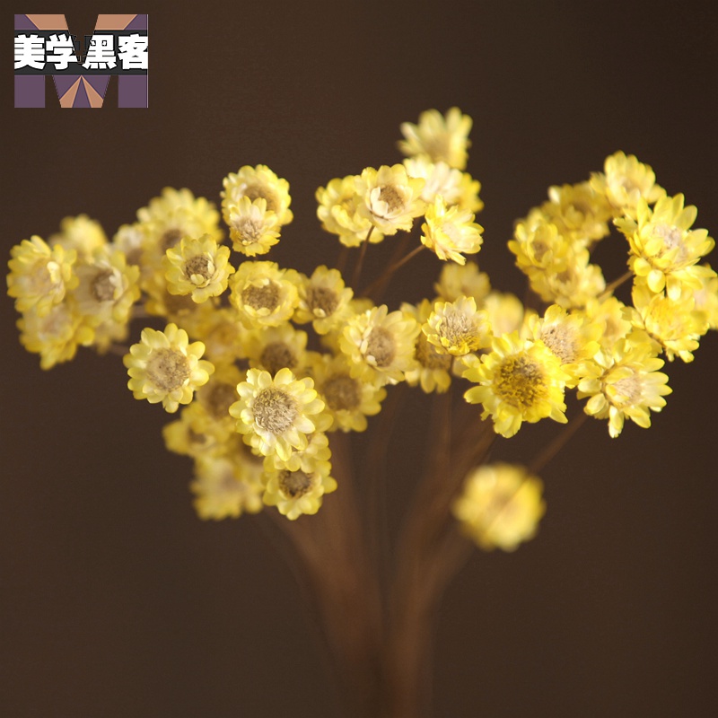 巴西进口小星花小干花小雏菊干花花束真花风干天然装饰文艺客厅家居