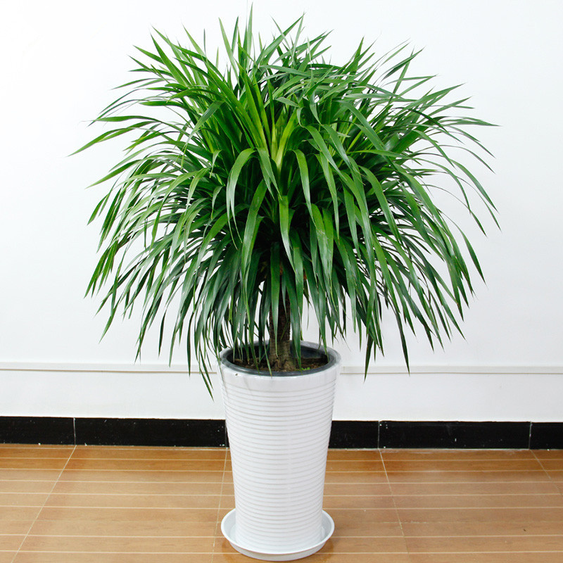 龙须树 多头龙血铁树室内客厅大型植物盆景盆栽绿植花卉净化空气 一盆