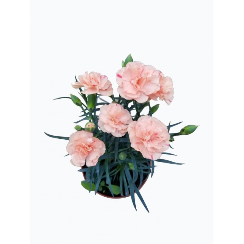 春沭康乃馨石竹盆栽庭院阳台室内观花植物带花苞四季开花绿植花卉红色带盆栽好