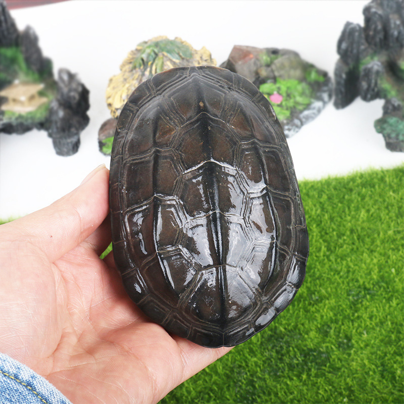 易萌墨龟中华龟外塘活体水族宠物乌龟公龟黑乌龟养龟浅墨全墨半墨碳墨