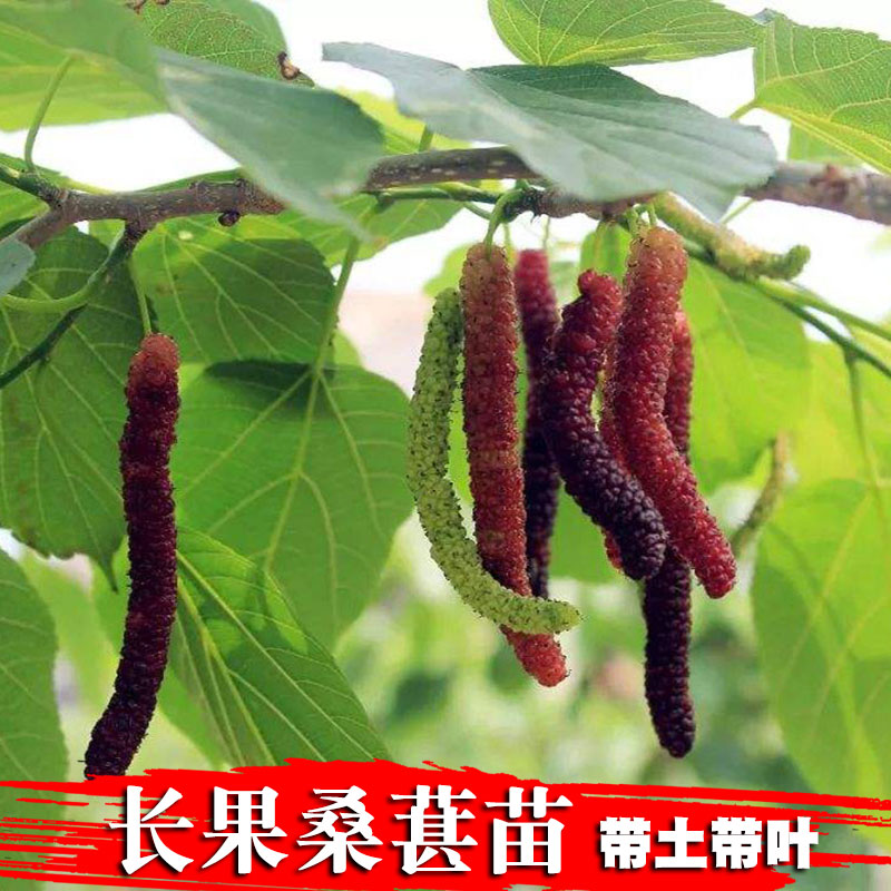 水果桑葚树苗无籽大十果桑苗嫁接桑树苗地栽盆栽桑葚苗南方北方种植