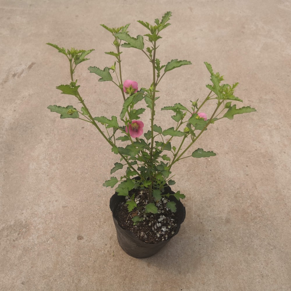 花苗 小木槿 室外阳台花卉庭院植物盆栽花卉四季开花冬季耐寒盆景 小