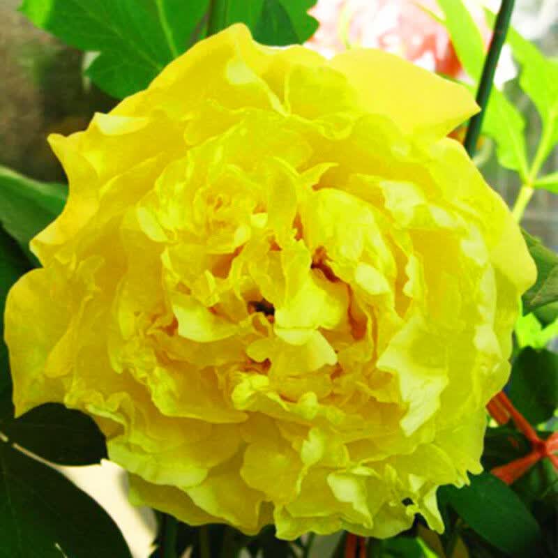 欧悟 芍药根块 带芽芍药种根重瓣芍药花苗牡丹苗盆栽绿植花卉室内植物