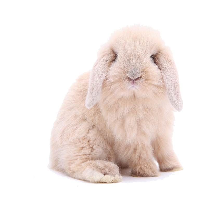 养一只高档宠物兔子活体，拥有亲切、美丽及优良品质的兴兴文品牌的宠物兔子活体