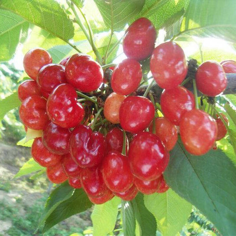 果树苗嫁接苗南方北方种植水果樱桃苗庭院盆栽地栽当年结果 红蜜樱桃