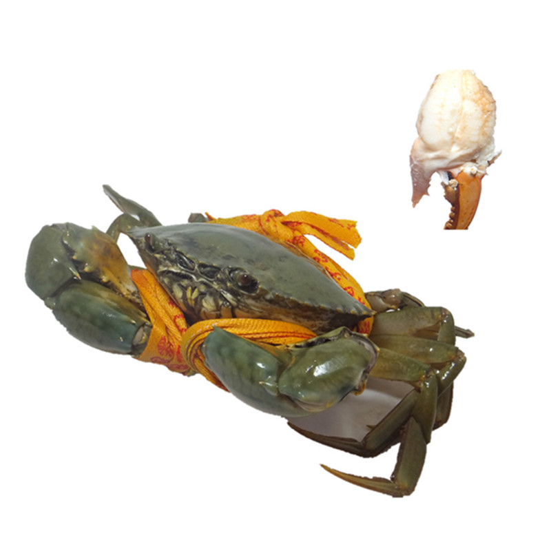 【活鲜】鲜活三门青蟹肉蟹公蟹蝤蛑产地三门 约单只8两 三只2.