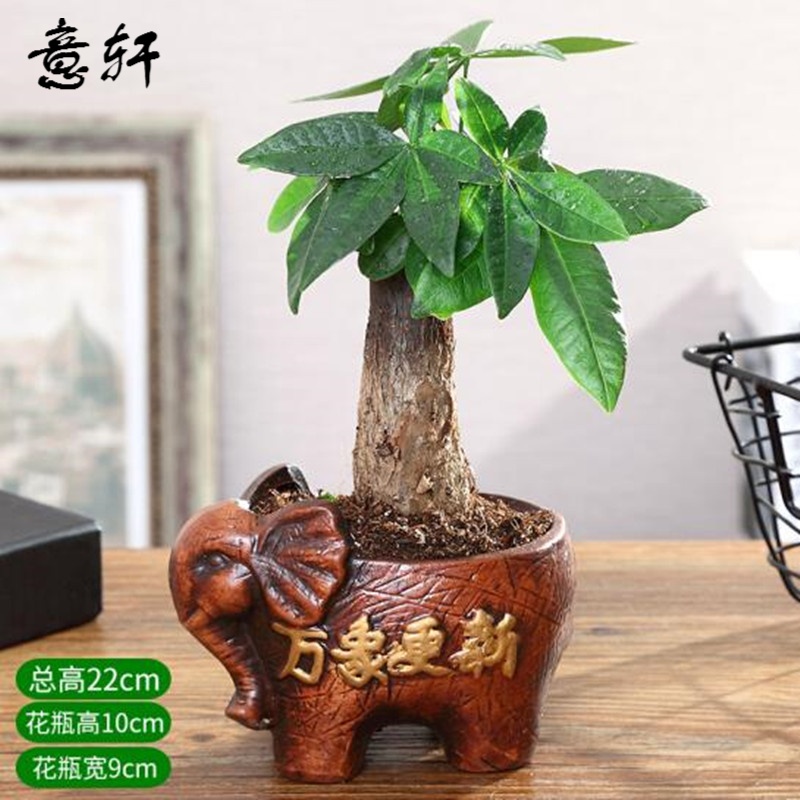 意軒盆栽辦公室小盆栽綠植室內(nèi)客廳花卉植物組合花卉盆栽植物盆栽 萬(wàn)象更新+【發(fā)財(cái)樹(shù)】