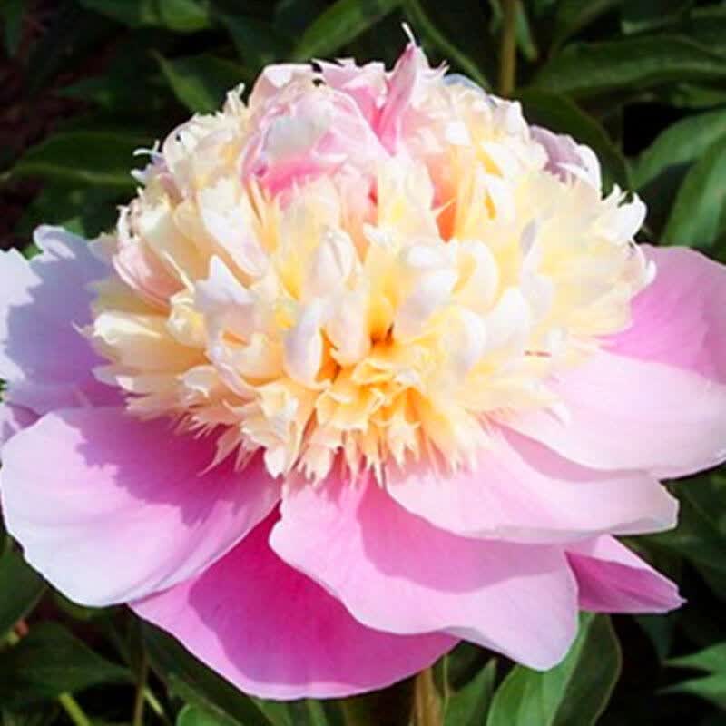 欧悟 芍药根块 带芽芍药种根重瓣芍药花苗牡丹苗盆栽绿植花卉室内植物