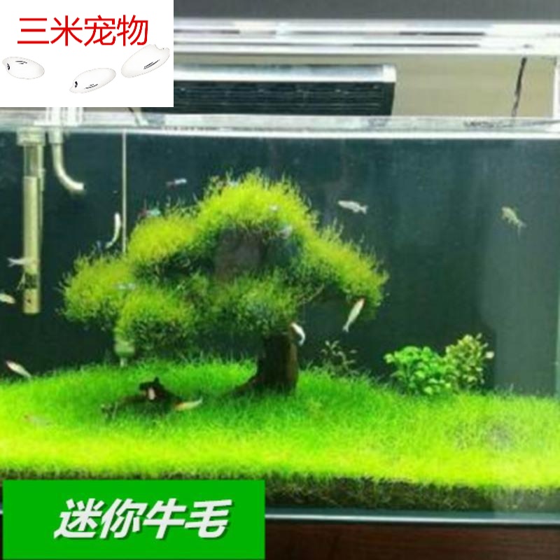 鱼缸造景水草种子套餐 前景草 后景草种子 速成草皮 迷你牛毛(30克)