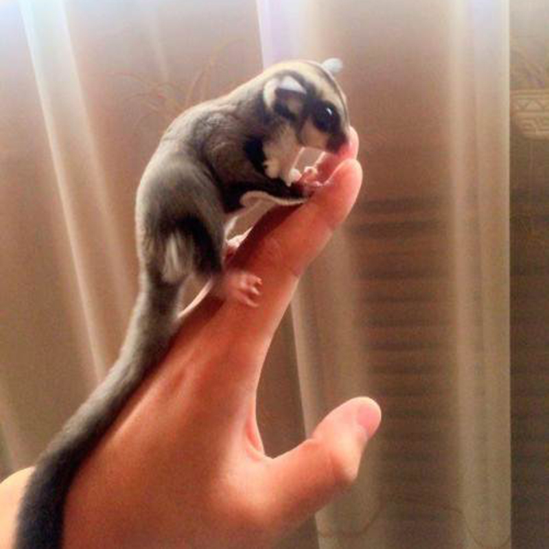 京东的异宠活体历史价格在哪看|异宠活体价格历史