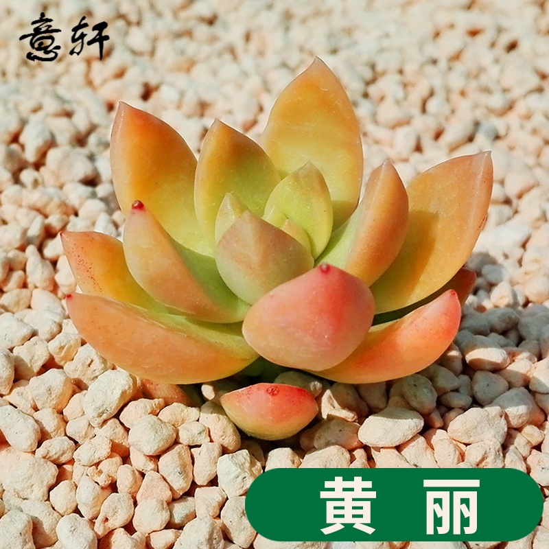 ��������ֲ�����24������ֲ��DIY����������ֲ������ϰ칫�� ����/3-4cm ������ 1Ԫ