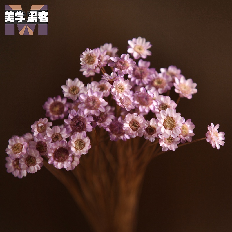 巴西进口小星花小干花小雏菊干花花束真花风干天然装饰文艺客厅家居