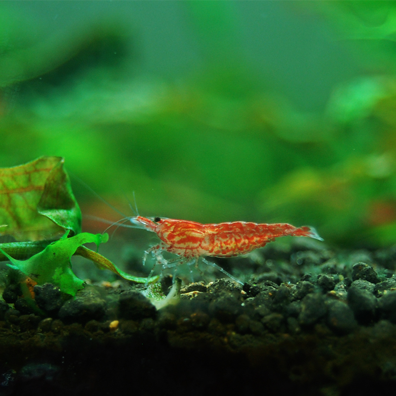 听白阁活体观赏虾鱼缸工具虾除藻樱花虾小虾观赏虾 樱花虾5只