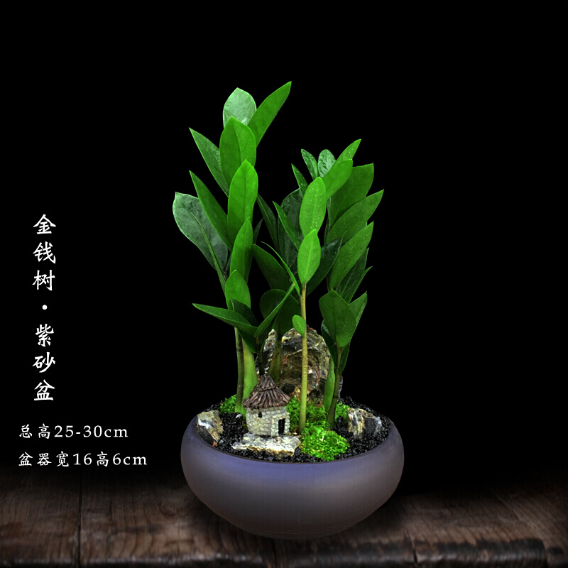 嘆為觀(guān)止盆景紫砂盆發(fā)財樹(shù)金錢(qián)樹(shù)羅漢松袖珍椰子竹柏文竹造型盆栽辦公室內 紫砂盆金錢(qián)樹(shù) 帶盆栽好