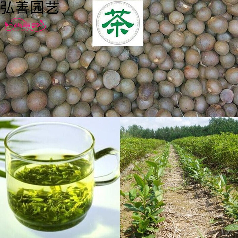 绿茶种子 黑茶种子 茶树种子 茶叶种子茶树籽绿茶籽 大红油茶种子