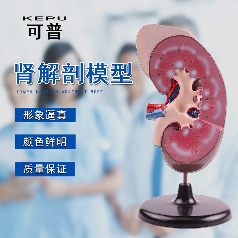 人体肾解剖模型 医学泌尿系统肾脏结构放大演示模型 学生生物教学演示