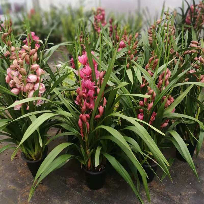6年大苗带盆带土 春节室内鲜花盆栽大花蕙兰盆景花卉兰花大花惠兰惠兰带花苞大慧兰 大花蕙兰紫色带盆带土