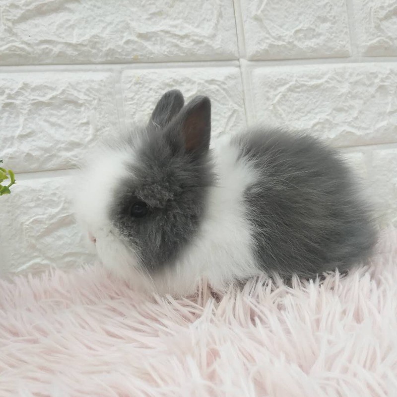 礼物亲友纯色活物兔子道奇活体凤眼
