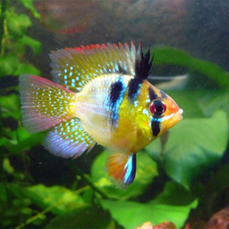 凤凰球阿凡达迷你宝蓝迷你小型观赏鱼活体热带鱼 凤凰球1只2-3cm