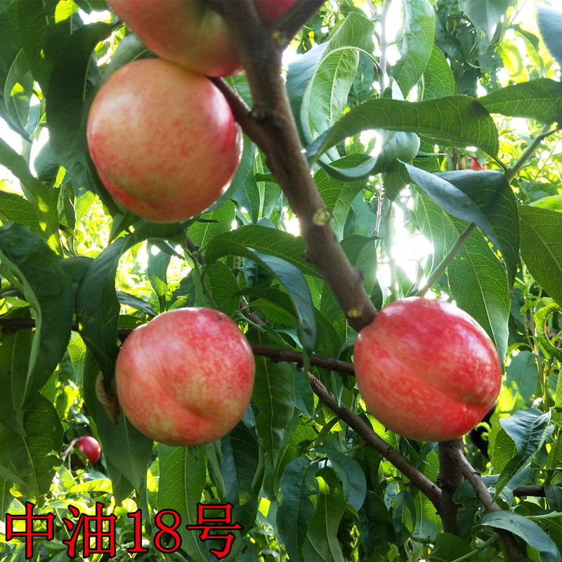 桃树苗盆栽地栽南方北方种植品种果树油桃黄潘桃锦绣黄桃嫁接桃苗 6年
