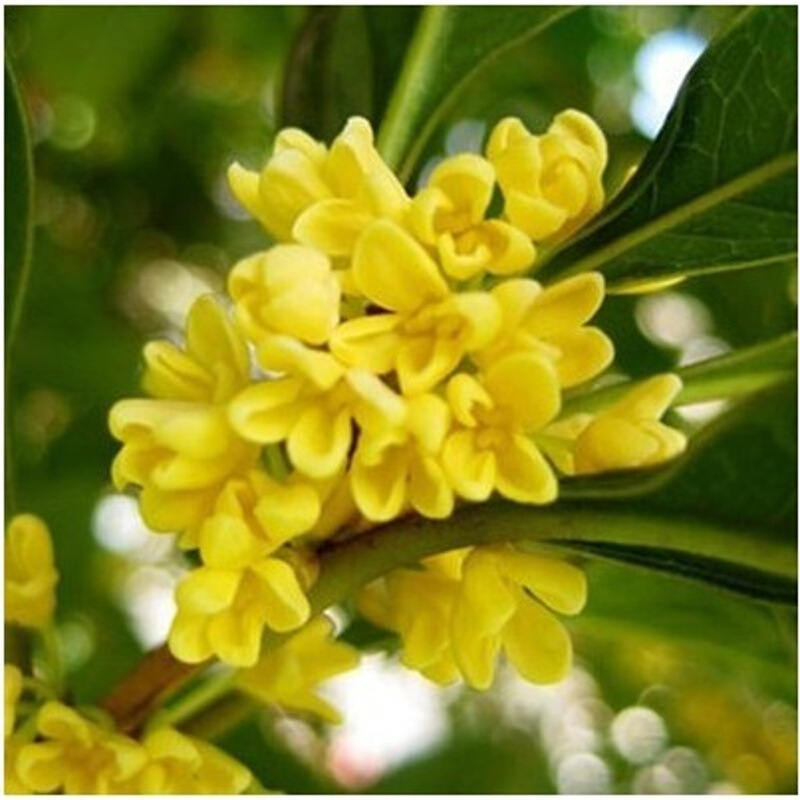 桂花树种子金桂丹桂沉香桂四季桂花种子花卉种子桂花种子 日香桂20粒