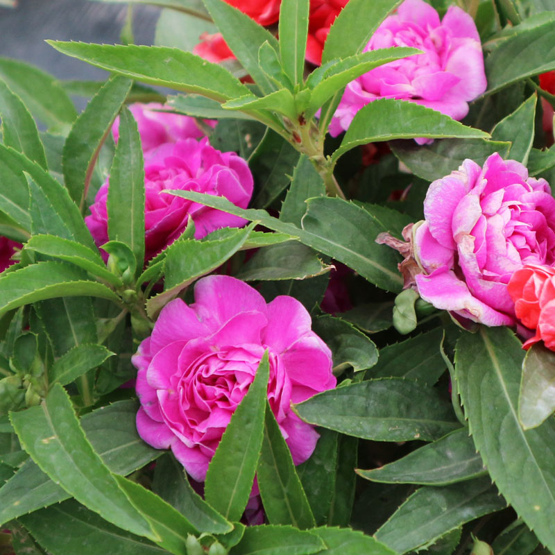 花俊花种子凤仙花种子混色阳台盆栽庭院绿化 四季易种指甲花透骨草花