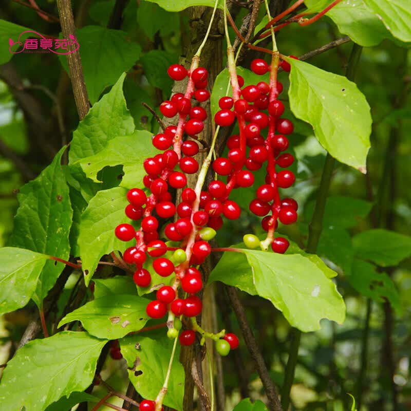蓝花楹树种子 种籽 蓝雾树 五味子 相思豆 绣球花 红叶小波 荆条