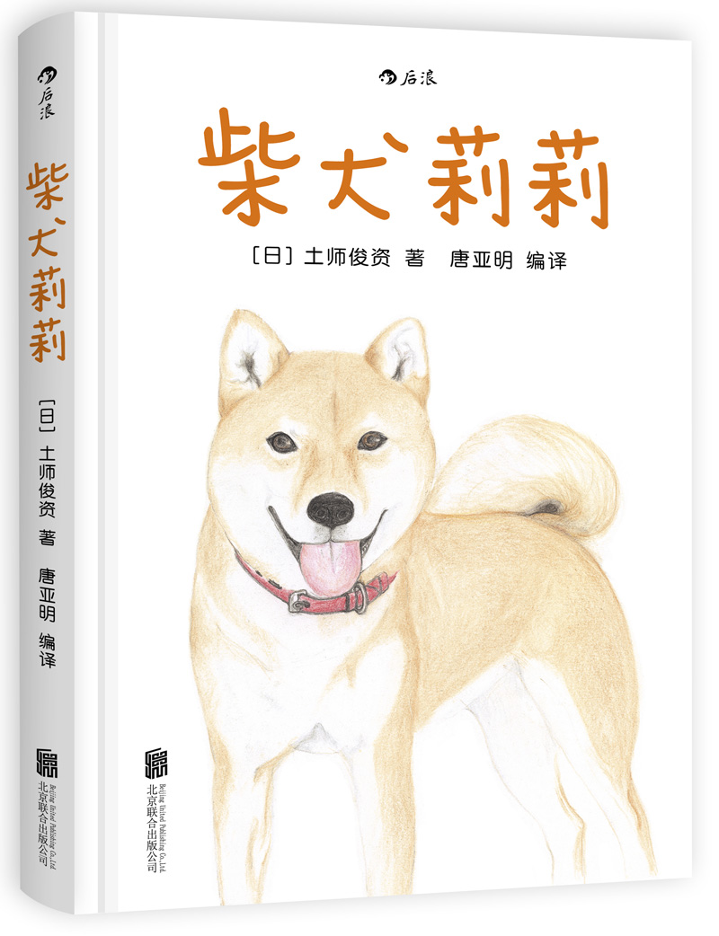 【春节不打烊】柴犬莉莉