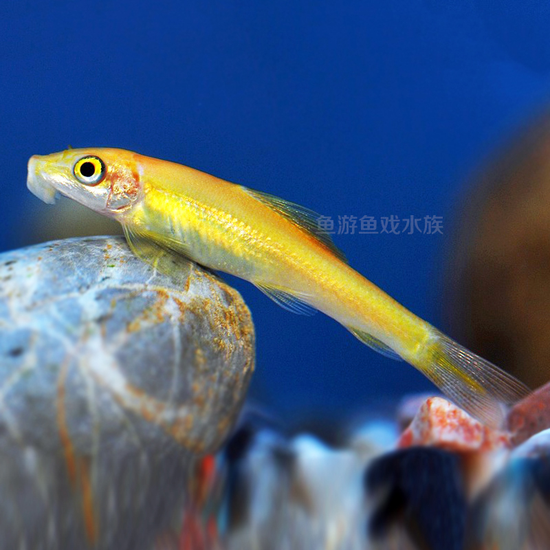 活体淸缸除藻工具鱼热带观赏鱼水族清垃圾鱼鼠鱼 金苔鼠3只(4-5厘米)