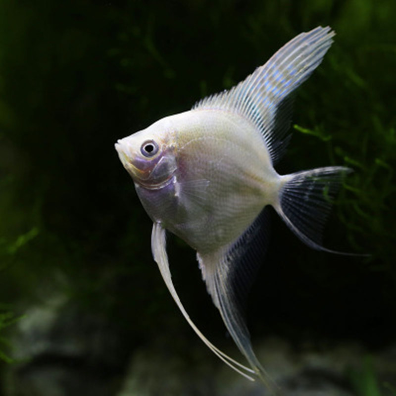 神仙鱼热带鱼观赏鱼活体燕鱼斑马神仙白神仙花仙小型鱼 白神仙2只3cm