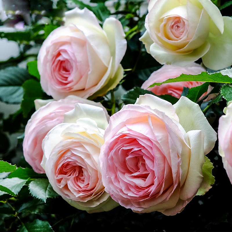 香葶苑 玫瑰花苗 藤本攀援植物欧洲月季花苗 品种欧月爬藤植物 金银花