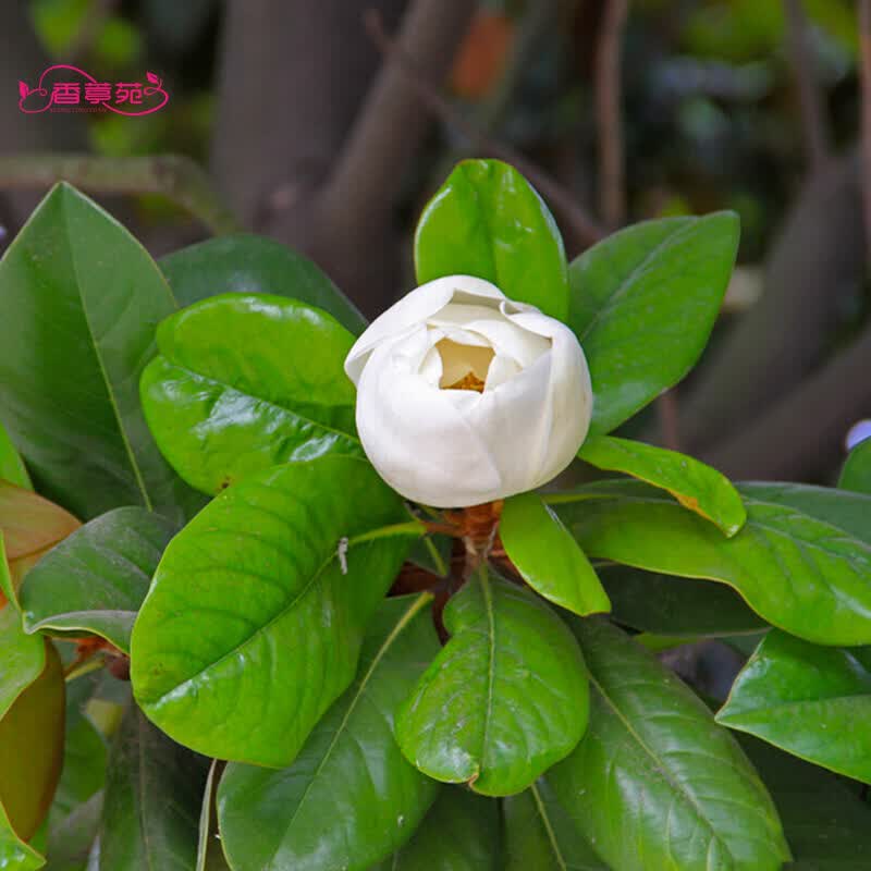 香葶苑 玉兰树 玉兰花种子 种籽 荷花 紫白玉兰 广玉兰 马褂木 含笑