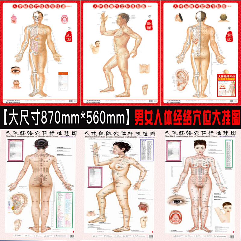 人体经络穴位标准挂图（套）（男性+女性1套6张挂图）医学挂图用图 人体经络大挂图家用中医美体针灸艾 （女性 1套3张挂图）