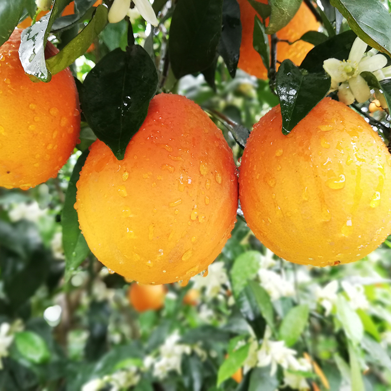 逮果重庆奉节脐橙纽荷尔橙子新鲜孕妇水果生鲜甜橙冰糖橙子礼盒装 奉节脐橙10斤礼盒装（75-80）