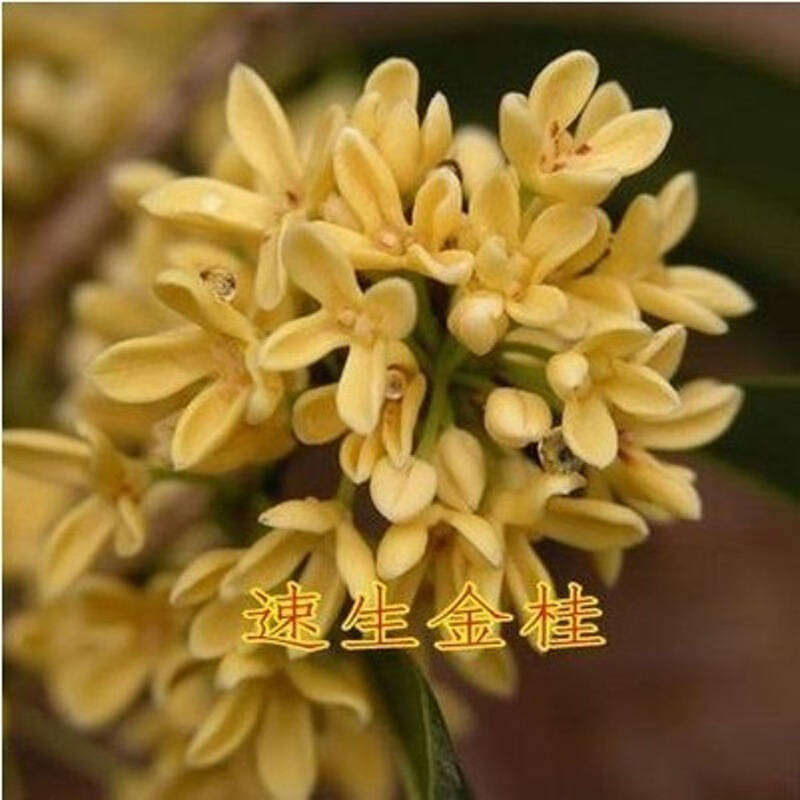 桂花籽 桂花树种子金桂丹桂沉香桂四季桂花种子花卉种子桂花种子 速生