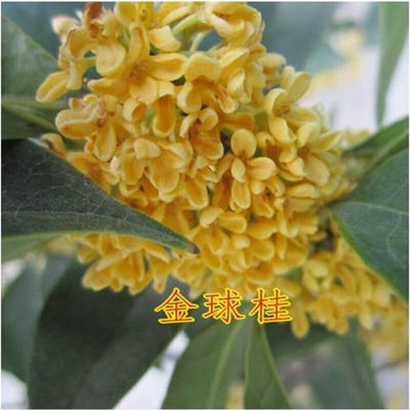 桂花树种子金桂丹桂沉香桂四季桂花种子花卉种子桂花种子 金球桂20粒