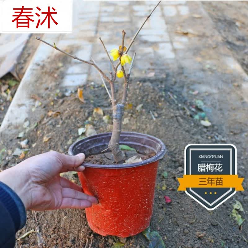 春沭 室内庭院浓香型花卉 腊梅花树苗盆栽 腊梅盆景树桩 带花苞 3年