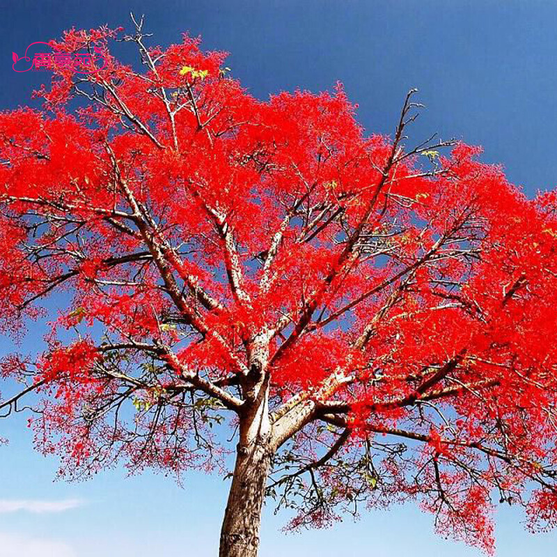 香葶苑瓜子黄杨树种子 澳洲火焰木种子 250克/半斤