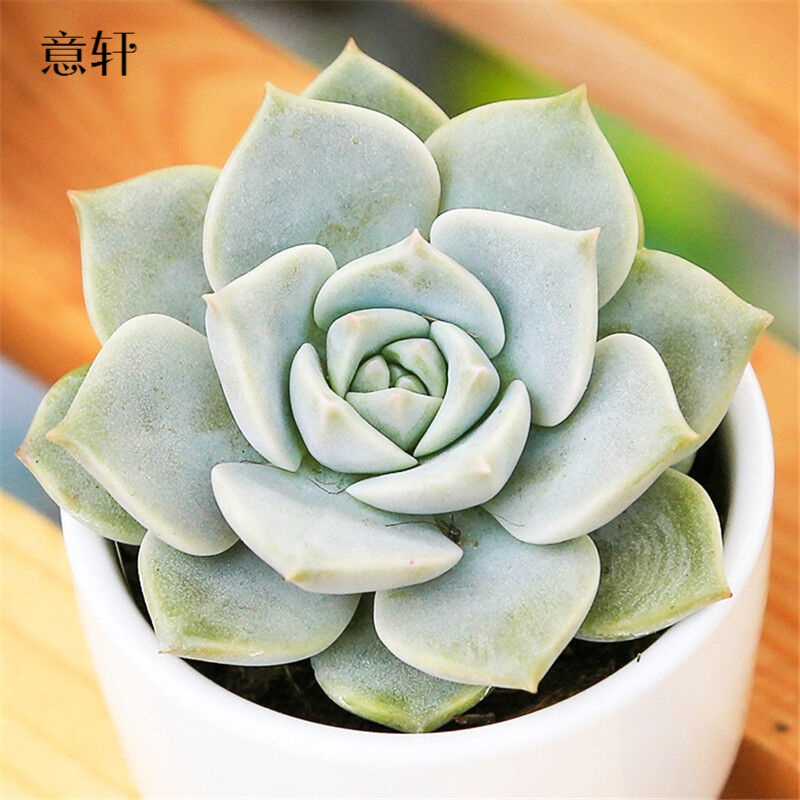 意轩多肉植物 肉肉新品办公室桌面迷你植物 多款创意组合绿植 白牡丹