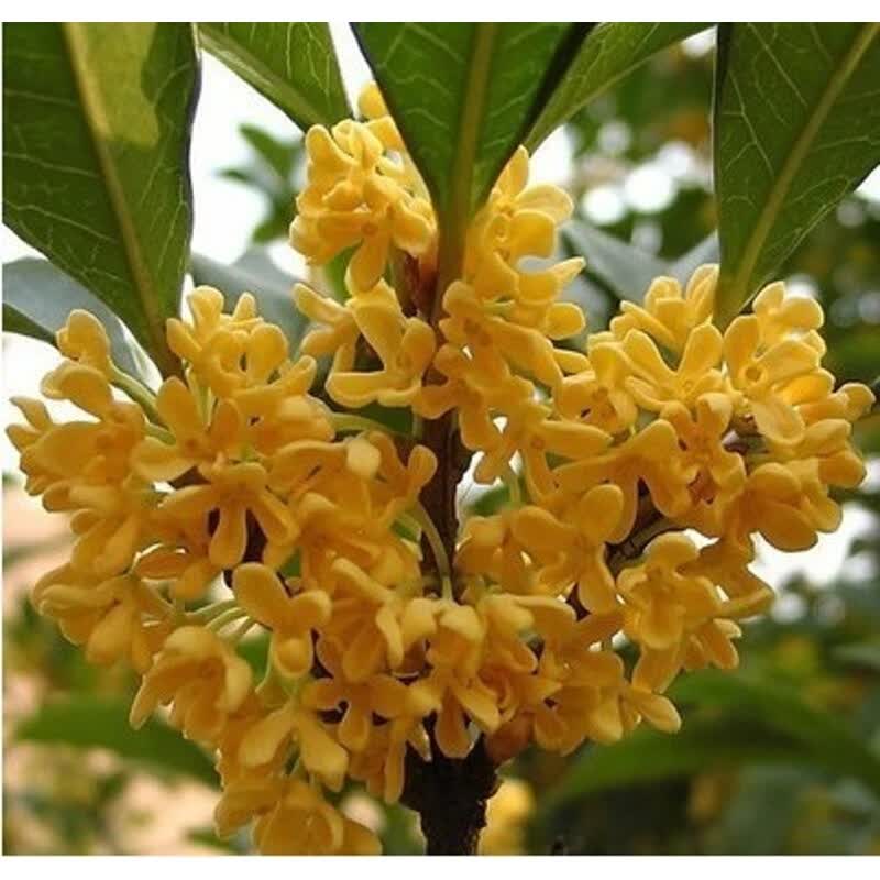 香葶苑桂花籽 桂花树种子金桂丹桂沉香桂四季桂花种子花卉种子桂花
