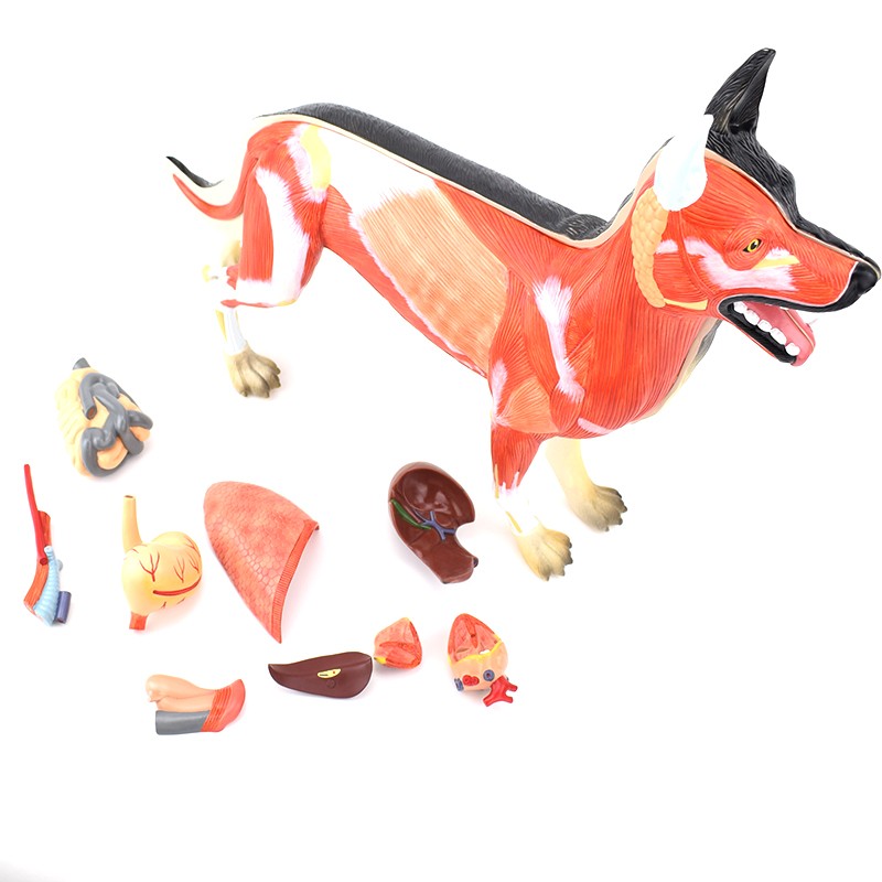 enovo颐诺狗解剖模型狗脏器结构可拆11部分犬器官组织