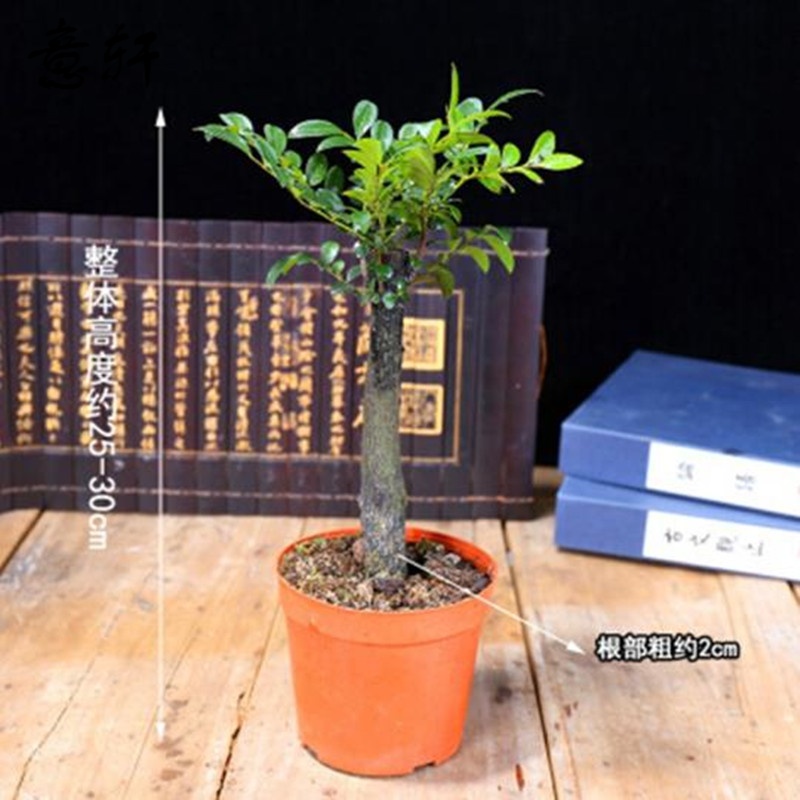 紫檀盆景树桩 小叶紫檀苗 黑骨檀 小叶紫檀树苗 室内阳台盆栽花卉 带